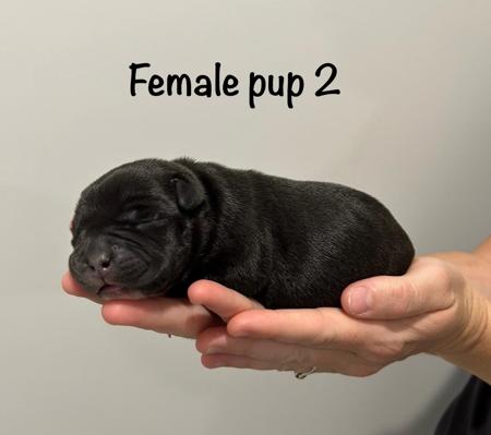 Staffordshire Bull Terrier for sale by CHANDERLILLY