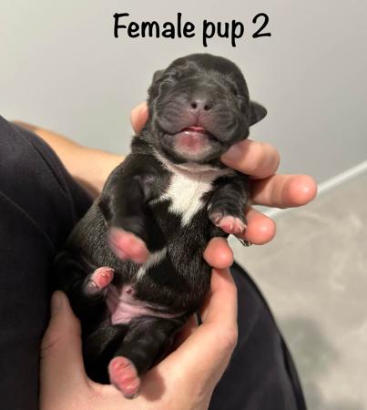 Staffordshire Bull Terrier for sale by CHANDERLILLY
