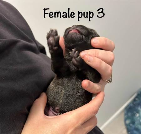 Staffordshire Bull Terrier for sale by CHANDERLILLY