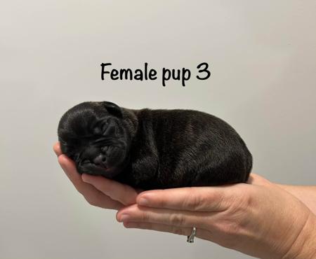 Staffordshire Bull Terrier for sale by CHANDERLILLY