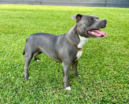 Staffordshire Bull Terrier for sale by CHANDERLILLY