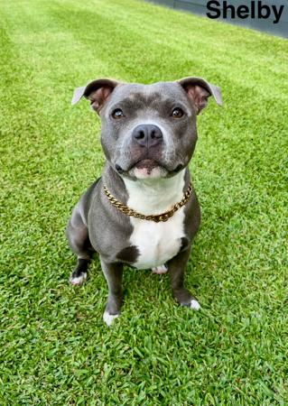 Staffordshire Bull Terrier for sale by CHANDERLILLY