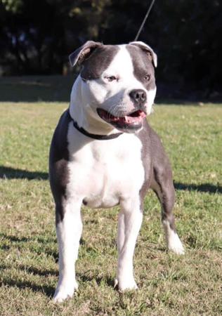 Staffordshire Bull Terrier for sale by CHANDERLILLY