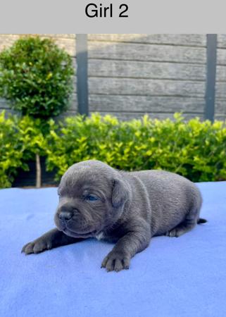 Staffordshire Bull Terrier puppy for sale by CHANDERLILLY