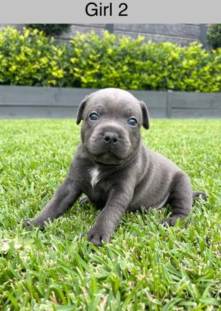 Staffordshire Bull Terrier puppy for sale by CHANDERLILLY
