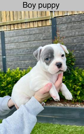 Staffordshire Bull Terrier puppy for sale by CHANDERLILLY