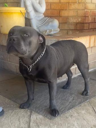 Staffordshire Bull Terrier for sale by PADDYSSTAFFS