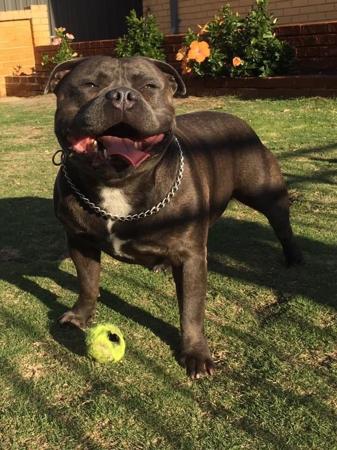 Staffordshire Bull Terrier for sale by PADDYSSTAFFS