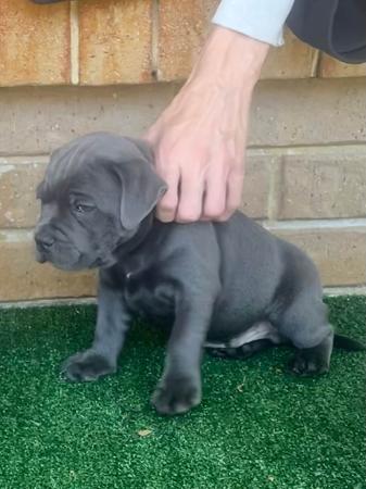 Staffordshire Bull Terrier for sale by PADDYSSTAFFS