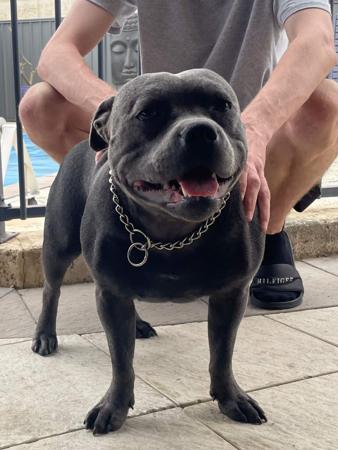 Staffordshire Bull Terrier for sale by PADDYSSTAFFS