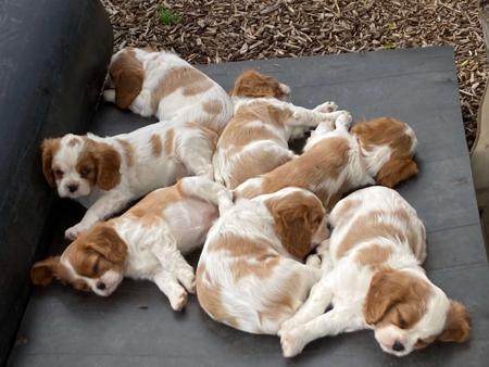 Cavalier King Charles Spaniel for sale by LEZAZJEWLZ