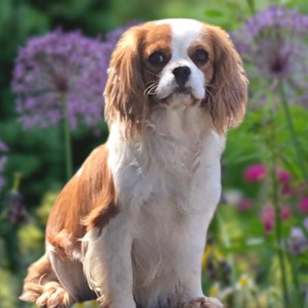 Cavalier King Charles Spaniel for sale by LEZAZJEWLZ