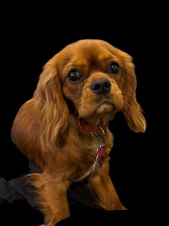 Cavalier King Charles Spaniel for sale by LEZAZJEWLZ