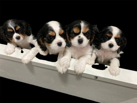 Cavalier King Charles Spaniel for sale by LEZAZJEWLZ