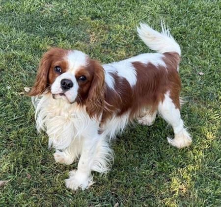 Cavalier King Charles Spaniel for sale by LEZAZJEWLZ