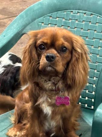 Cavalier King Charles Spaniel for sale by LEZAZJEWLZ