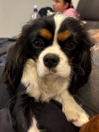 Cavalier King Charles Spaniel for sale by LEZAZJEWLZ