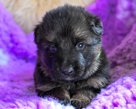 German Shepherd Dog (Long Stock Coat) puppy for sale by NACHTSANG