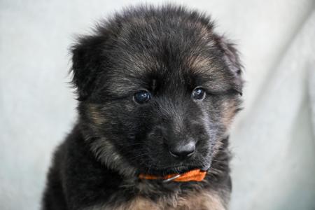 German Shepherd Dog (Long Stock Coat) puppy for sale by NACHTSANG