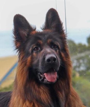 German Shepherd Dog for sale by HIRTENFELD