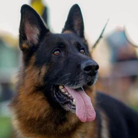 German Shepherd Dog for sale by HIRTENFELD
