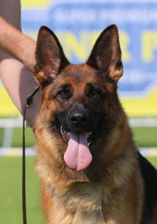 German Shepherd Dog for sale by HIRTENFELD