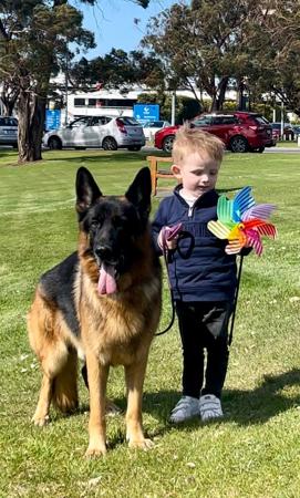 German Shepherd Dog for sale by HIRTENFELD