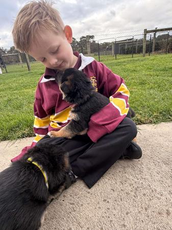 German Shepherd Dog for sale by HIRTENFELD