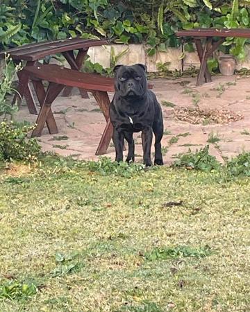 Staffordshire Bull Terrier for sale by TUDUKE