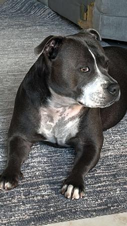 Staffordshire Bull Terrier for sale by TUDUKE