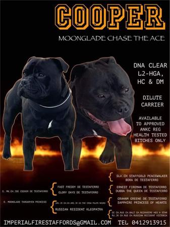 Staffordshire Bull Terrier for sale by TUDUKE