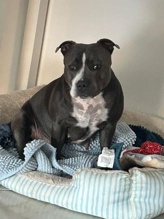 Staffordshire Bull Terrier for sale by TUDUKE