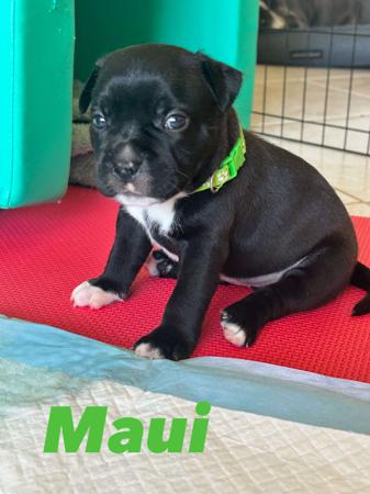 Staffordshire Bull Terrier for sale by TUDUKESTAFFORDSHIRES