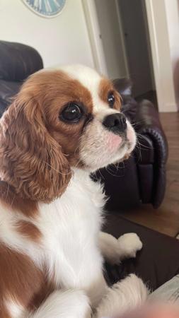 Cavalier King Charles Spaniel for sale by KALLADAY