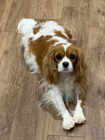 Cavalier King Charles Spaniel for sale by KALLADAY