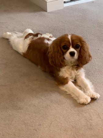 Cavalier King Charles Spaniel for sale by KALLADAY