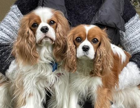 Cavalier King Charles Spaniel for sale by KALLADAY