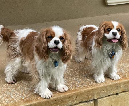 Cavalier King Charles Spaniel for sale by KALLADAY