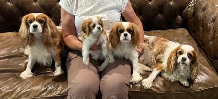 Cavalier King Charles Spaniel for sale by KALLADAY