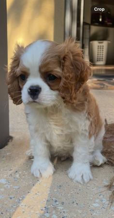 Cavalier King Charles Spaniel for sale by KALLADAY
