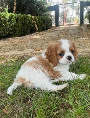 Cavalier King Charles Spaniel for sale by KALLADAY