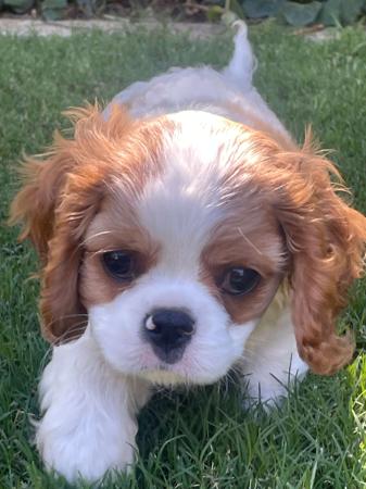 Cavalier King Charles Spaniel for sale by KALLADAY