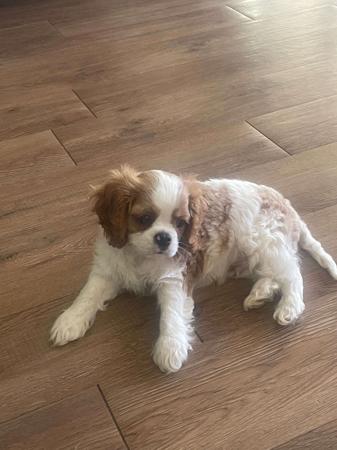 Cavalier King Charles Spaniel for sale by KALLADAY