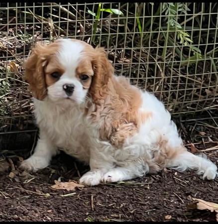 Cavalier King Charles Spaniel for sale by KALLADAY