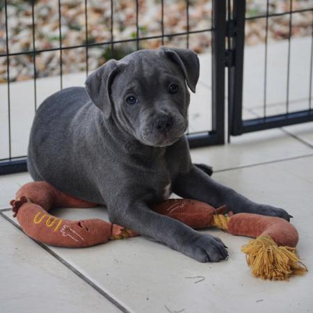Staffordshire Bull Terrier for sale by AROHANUNUI