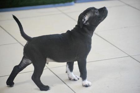 Staffordshire Bull Terrier for sale by AROHANUNUI