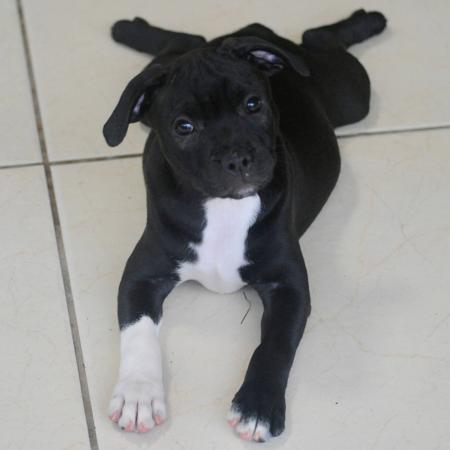 Staffordshire Bull Terrier for sale by AROHANUNUI