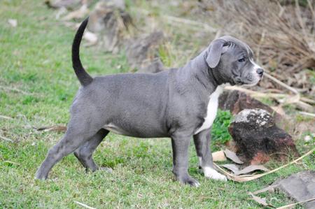 Staffordshire Bull Terrier for sale by AROHANUNUI