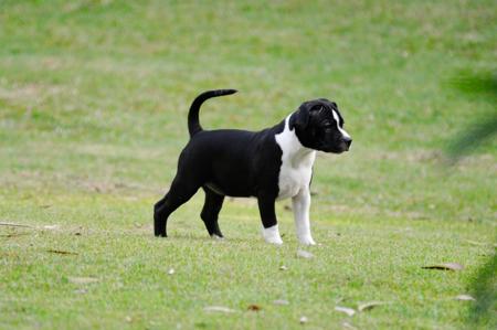 Staffordshire Bull Terrier for sale by AROHANUNUI