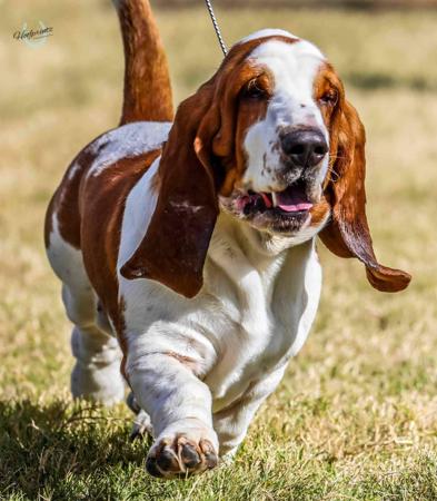 Basset Hound for sale by COPPERSOUL
